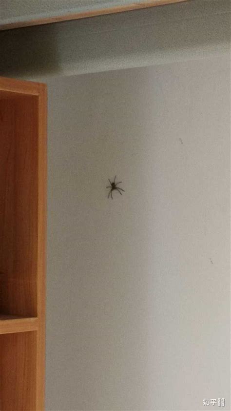 廚房有蜘蛛 外遇面相